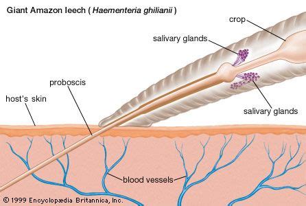 Leech | Annelid, Bloodsucking Parasite & Medicinal Uses | Britannica