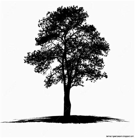 Black And White Tree Drawings | Amazing Wallpapers