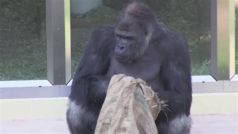 シャバーニ家族 236 Shabani family gorilla - YouTube