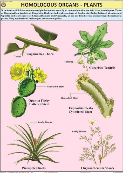 HOMOLOGOUS ORGANS-PLANTS - Hospital Equipment Manufacturing Company