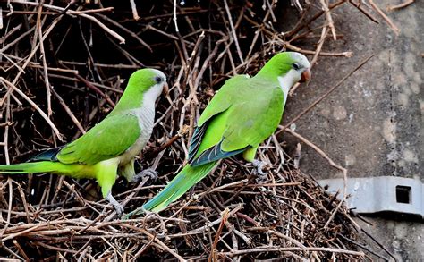 Monk Parakeets nesting along the Transpantaneira - the roa… | Flickr