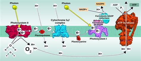 Electron transport chain - Labster