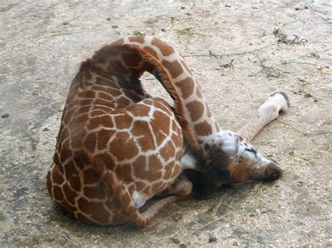 How Does a Baby Giraffe Sleep? - Neatorama