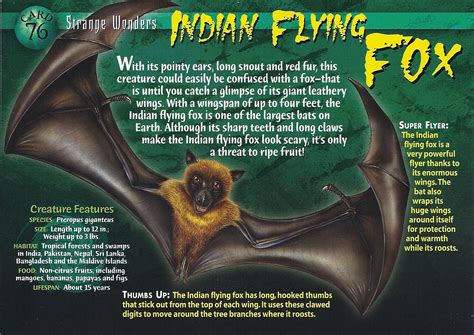 Image - Indian Flying Fox front.jpg | Wierd N'wild Creatures Wiki | FANDOM powered by Wikia