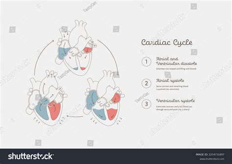 Ventricular Diastole