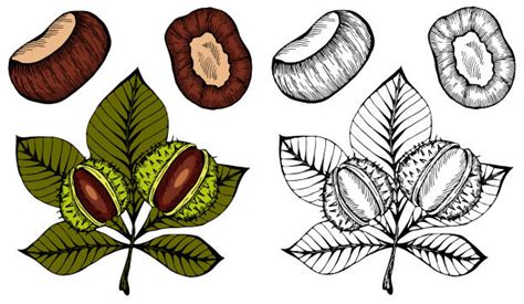 Buckeye Nut Illustrations, Royalty-Free Vector Graphics & Clip Art - iStock