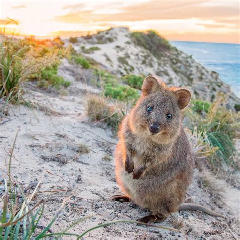 Australia on Twitter | Quokka, Australia animals, Quokka animal