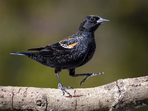 Red-winged Blackbird | Celebrate Urban Birds