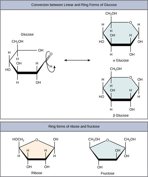 Glucose | Structure, Properties, Synthesis, Facts & Summary