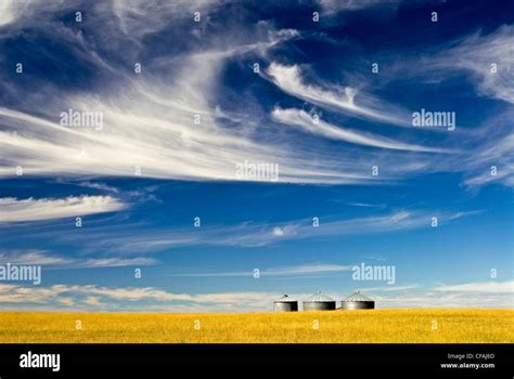 Canola Field, Southern Saskatchewan, Canada Stock Photo - Alamy