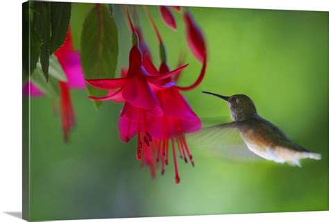 Hummingbird Wall Art, Canvas Prints, Framed Prints, Wall Peels | Great ...