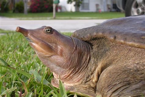 New fossil shows how soft-shelled turtles have barely changed in 120 ...