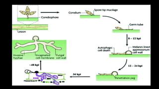 LIFE CYCLE OF PYRICULARIA.pdf