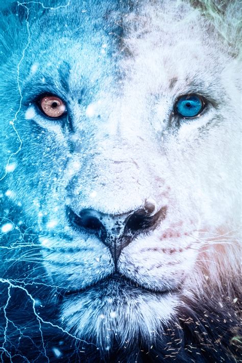 white lion with minnows eyes | Posters, Art Prints, Wall Murals | +250 000 motifs