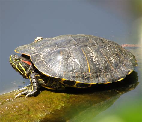 Pond Turtle – anewscafe.com