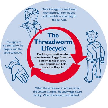 Threadworms in Humans - Causes, Symptoms & Treatment