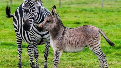 Zonkey Facts, Worksheets, Evolution, Anatomy & Appearance For Kids