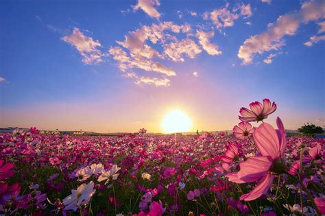 Beautiful Sunrise Over a Field of Flowers