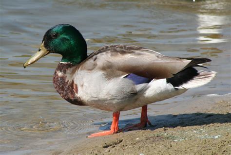 Free Mallard Duck Stock Photo - FreeImages.com