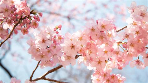 Cherry Blossoms in Illinois: When They Bloom and Where to See Them - AZ Animals