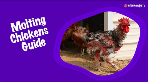 Molting Chickens: The Definitive Guide - Chicken Pets