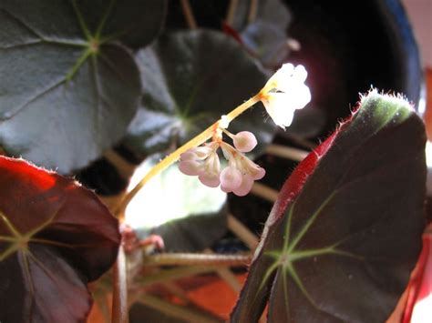 Begonia ‘Erythrophylla’ (Beefsteak Begonia) | pbmGarden