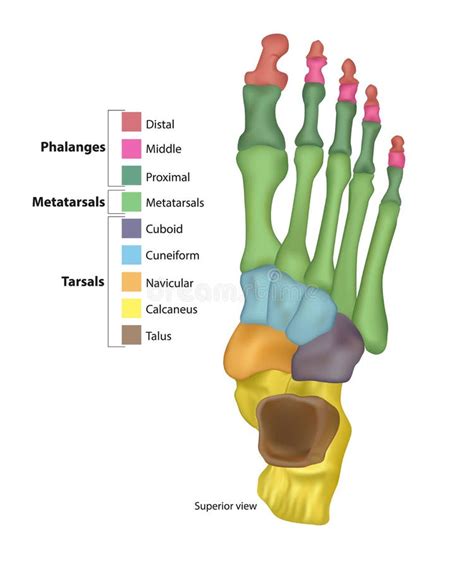 The metatarsals bone stock illustration. Illustration of male - 155237378