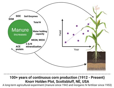 Manure Improves Soil Health and Provides Yield Stability and Reliability | UNL Water