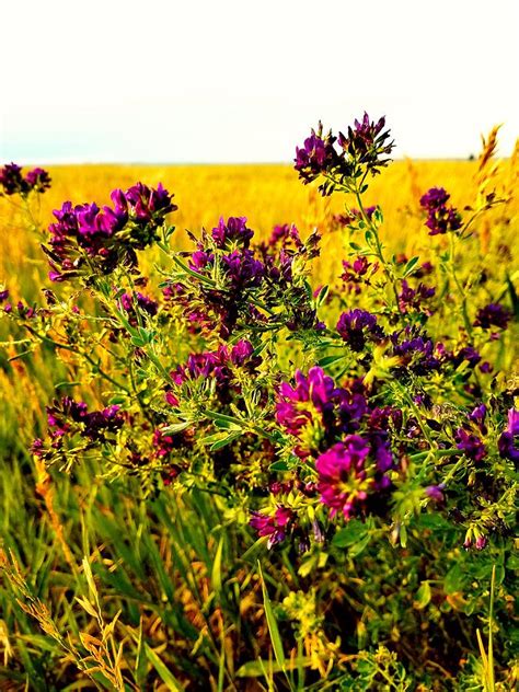 Prairie Flowers Photograph by Michele Roehl | Fine Art America