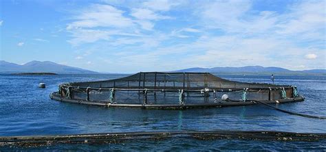 Sustainable Farming in Practice: 3 Secrets of the Scottish Salmon Farming Industry - Startup Buzz