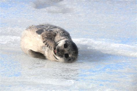 WWF shoveling snow to save Finland’s Saimaa ringed seal | WWF