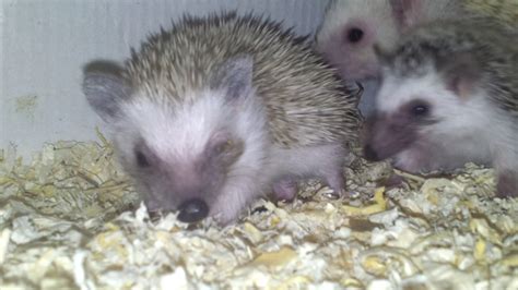 Hedgehogs 050 Hoglet playing around - YouTube