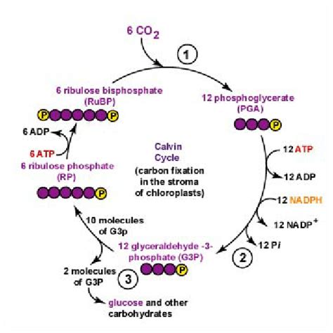 Calvin Cycle Diagram For Kids