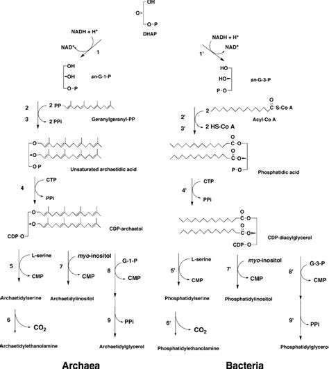 Possible biosynthetic pathway for phospholipids in archaea compared ...