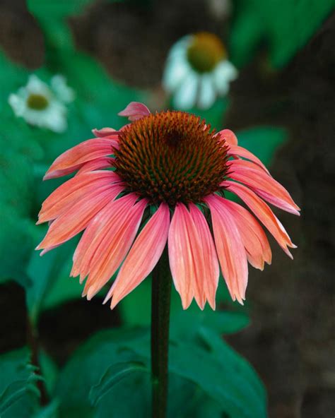 New and Unusual Coneflower Varieties | HGTV