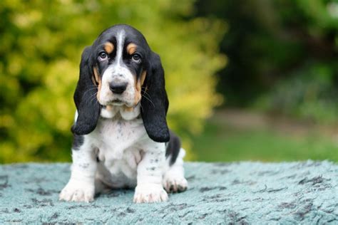 Basset Hound Breed Info, Pics, Puppies, Traits & Facts | Hepper