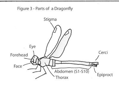 Anatomy Of A Dragonfly