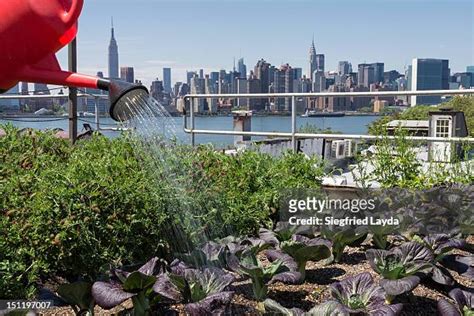 New York Rooftop Garden Photos and Premium High Res Pictures - Getty Images