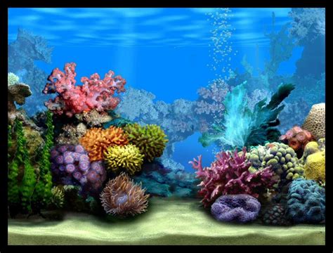 Fish Aquarium Wallpaper - WallpaperSafari