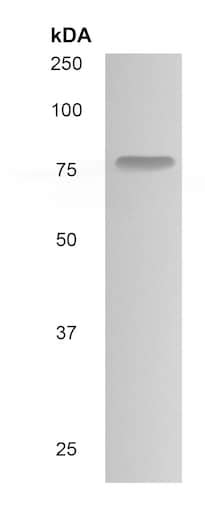 Anti-Blood Group Kell Antigen antibody [MM0435-12X3] (ab90456) | Abcam