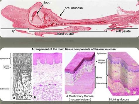 Oral cavity anatomy and histology