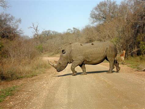 How to Plan a Self-Drive Safari in Kruger National Park