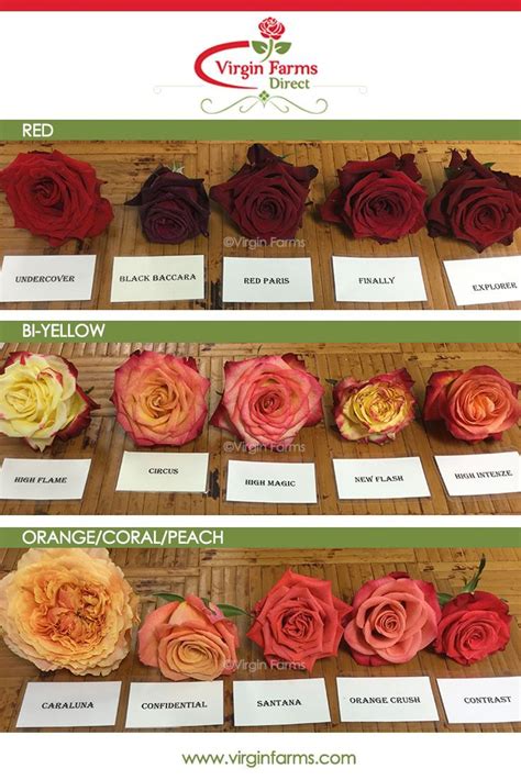 Rose Variety Comparison Chart: Red, Bi-Yellow & Orange/Coral/Peach ...