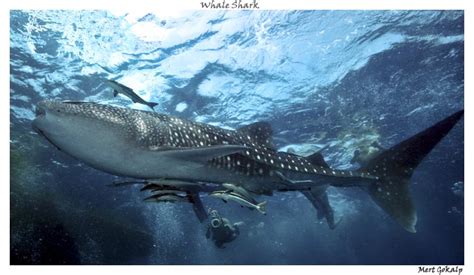 Baby whale shark by Arathrim on DeviantArt