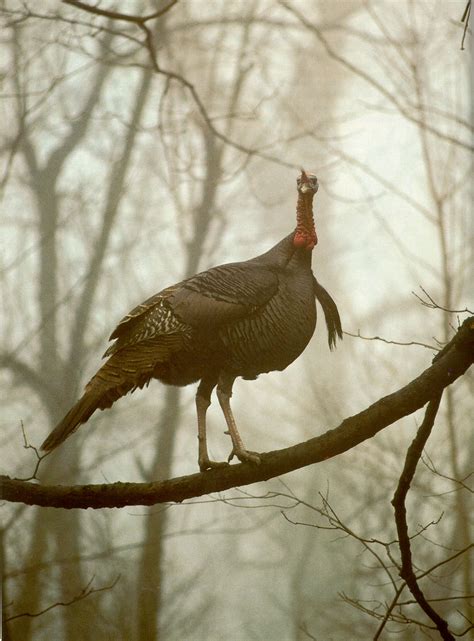 Turkey Hunting in Alabama