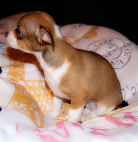 Chiweenie Puppies For Sale | Kinston, NC #290218 | Petzlover