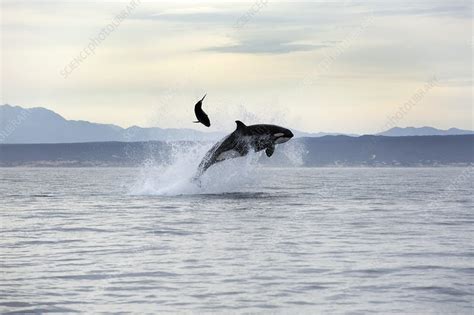 Killer whale hunting - Stock Image - C019/4450 - Science Photo Library