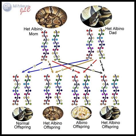 Ball Python Breeding Chart - vrogue.co