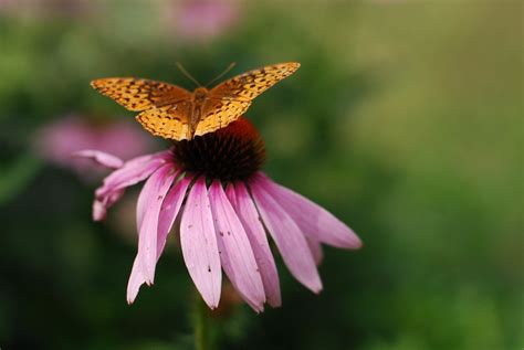 Coneflower | A butterfly on a purple coneflower. | Jessen18 | Flickr