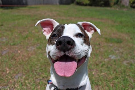 19 Smiling Pit Bulls Who Are Really, Really, Really Happy